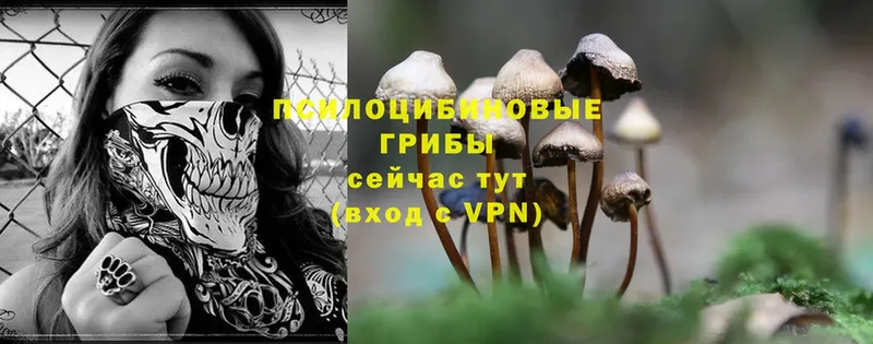 Галлюциногенные грибы Psilocybe  как найти закладки  Вологда 